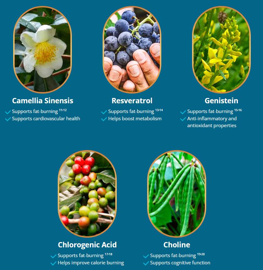 Liv Pure Supplement Fact